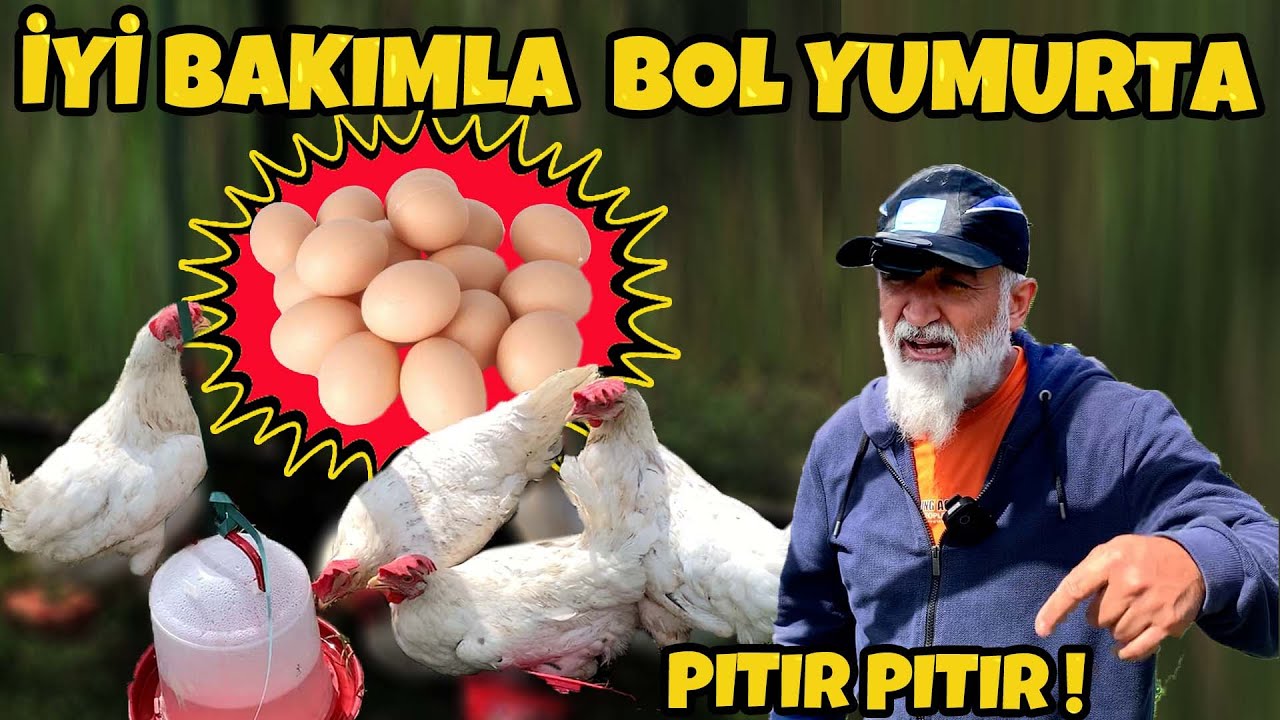 Ligorin Yumurta Tavuğu aldık,  Artık aç kalmayacağız. Yumurta Üretimi Başlar. #ligorin #susex