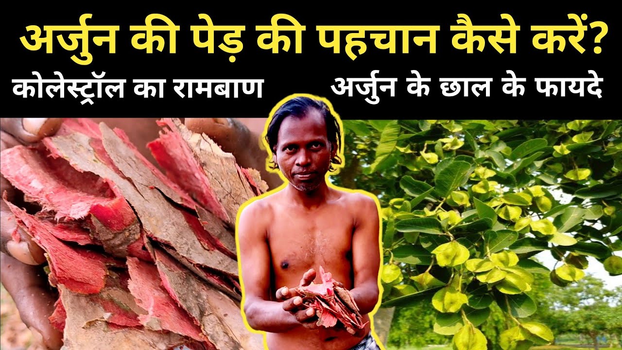 अर्जुन की पेड़ की पहचान और इसके छाल के उपयोग
