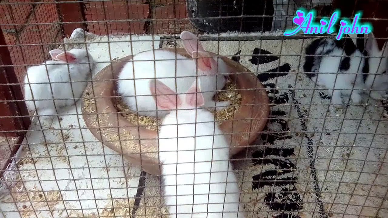 How To Save Your Rabbits For Poison ? | Rabbits Ko Zehar Se Kaise Bache | In Urdu/Hindi