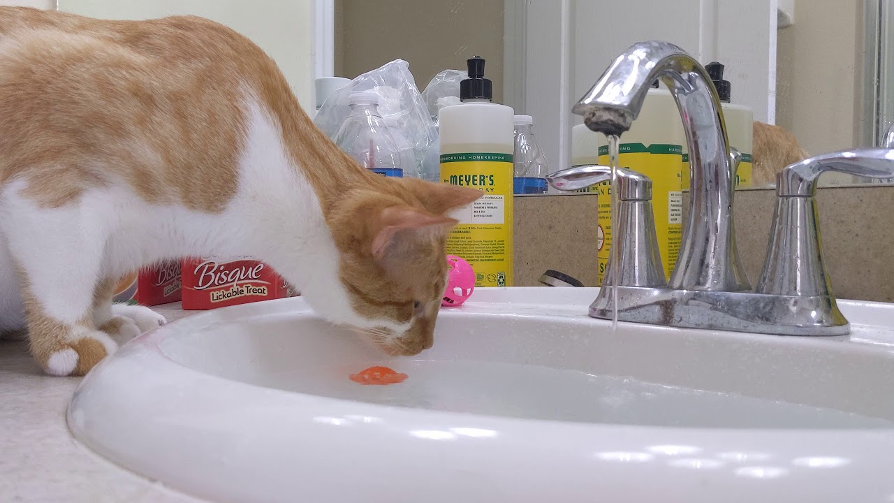 Biscuits water fountain more(3) YouTube