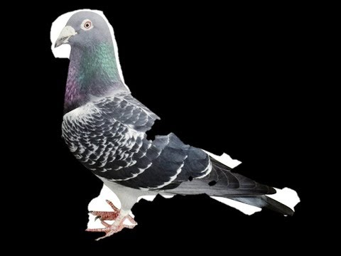 野獣先輩　鳩説