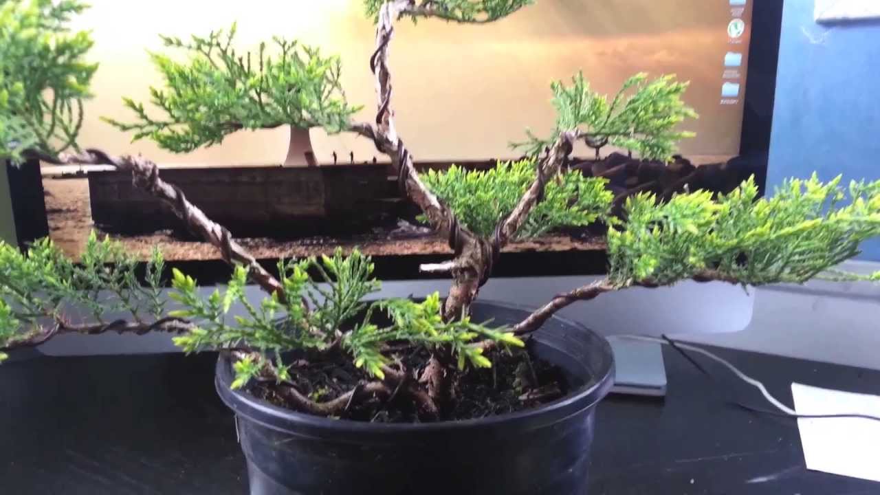 Juniper Old Gold Bonsai YouTube