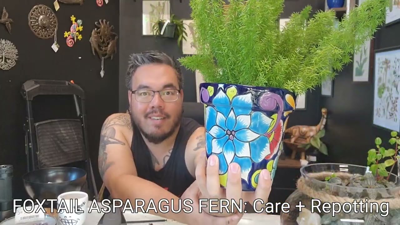 Foxtail Asparagus Fern (Asparagus densiflorus) Care + Repotting
