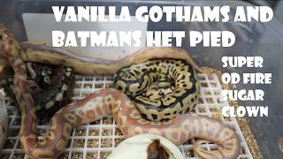 VANILLA GOTHAMS AND BATMANS HET PIEDS OUT OF THE EGGS PLUS NEW PICK UP - SUPER OD FIRE SUGAR CLOWN