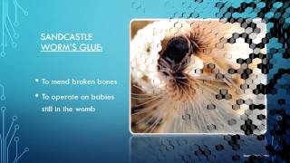 Biomimetics—Proof of Intelligent Design Powerpoint Presentation