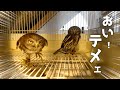 フクロウカフェでカップルを盗撮してたらキレられた