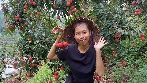 LẦN ĐẦU TIÊN TRẢI NGHIỆM VƯỜN VẢI THIỀU TẠI LỤC NGẠN BẮC GIANG