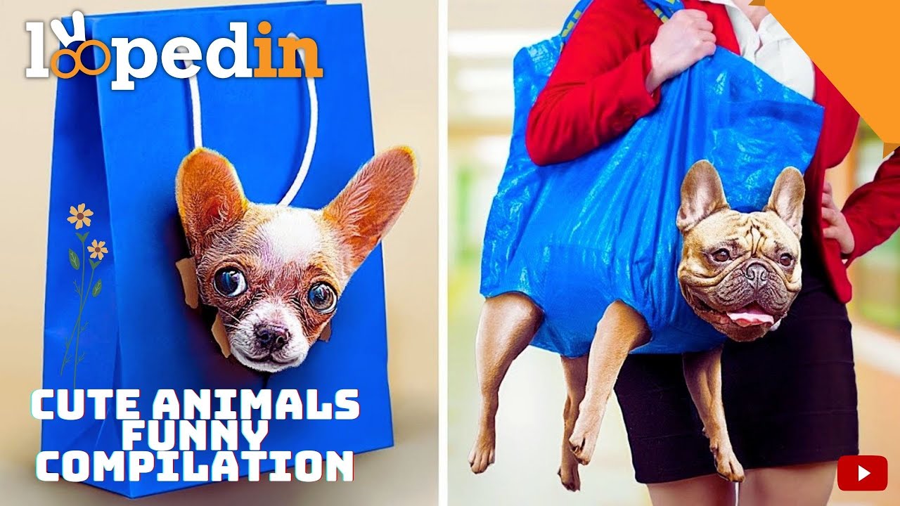 Funny Cute Animals Incidents Compilation Part: 03 😂 | Looped In