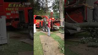 elite tree services