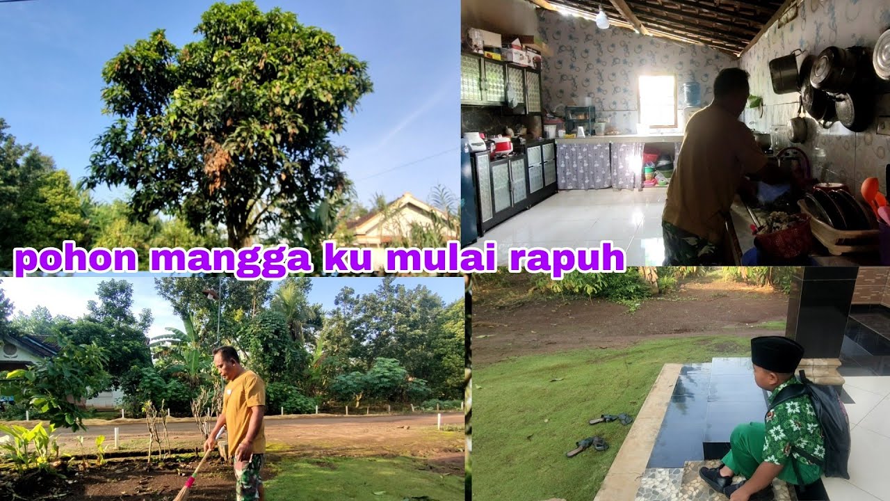 Bagi tugas dengan suami kerjaan rumah || pohon mangga ku mulai rapuh 