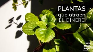 Plantas que atraen el dinero