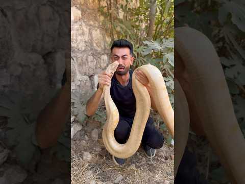 مقلب الحية البرنس