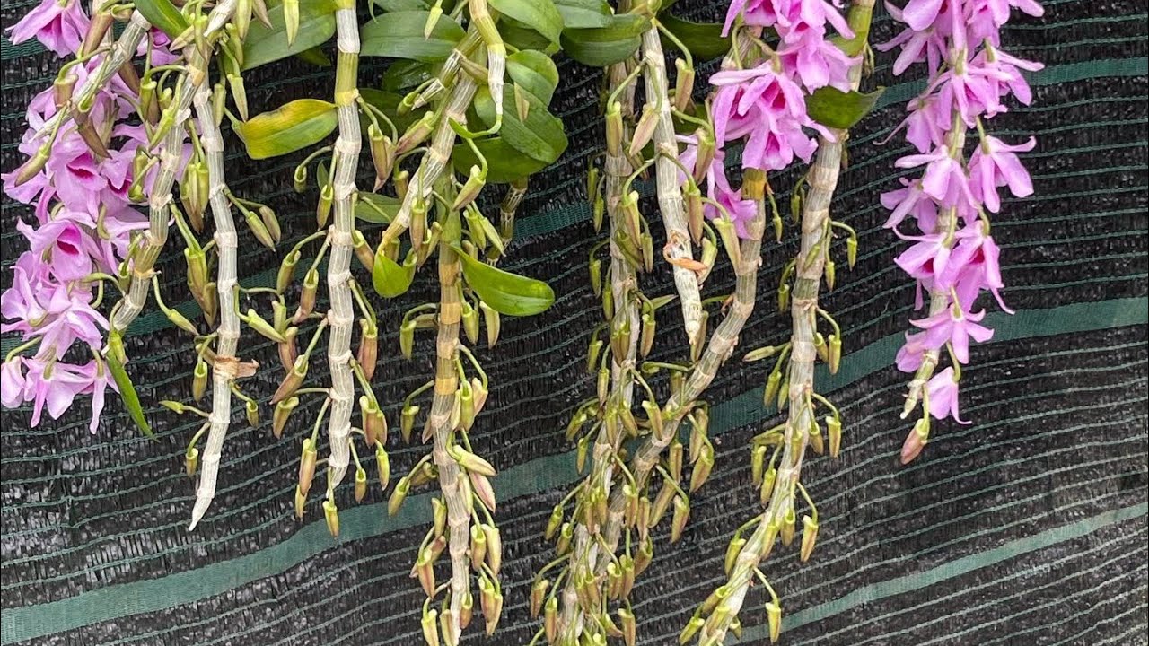 Lan rừng giá rẻ đang nụ chi chít nhiều màu hoa. Lh 0398 228 633