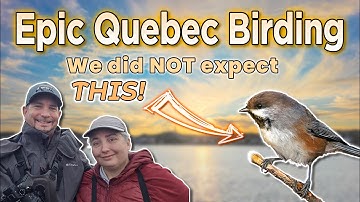 Incredible Quebec Birding | One Unforgettable Bird