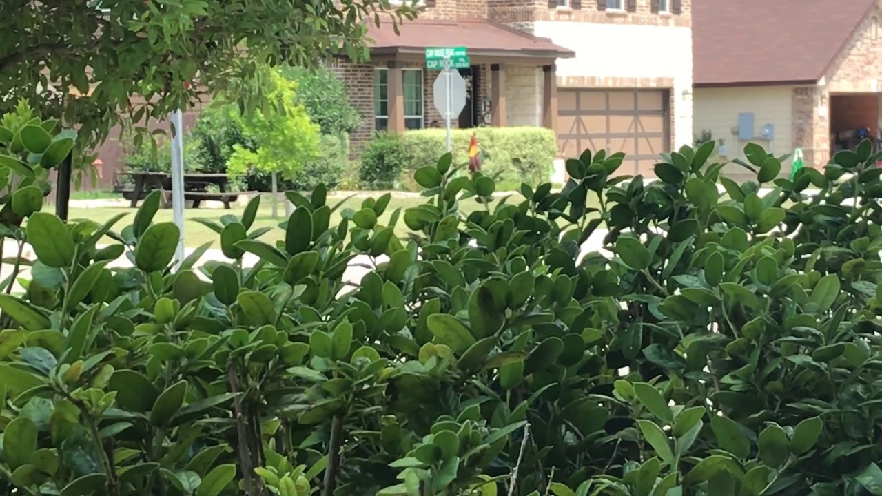 camera iphone 8 plus apk The neighbors