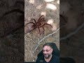 Que aranha é essa Biólogo Henrique? Aranha-golias #biologohenrique #animais #tarantula #biologo