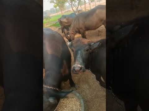 murrah buffalo #youtubeshorts #viralvideo