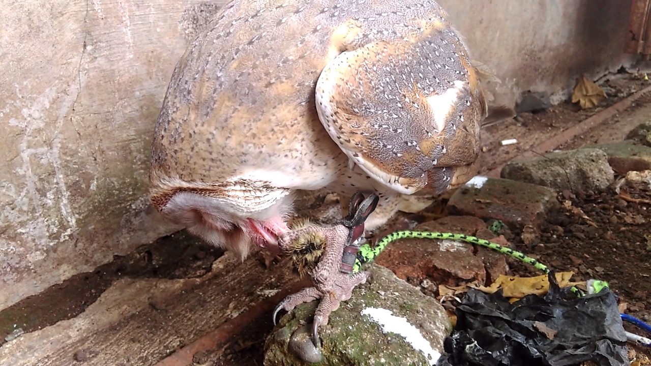 Burung Celepuk Lagi Makan Mantapppp Youtube