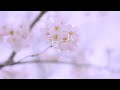 ワタシズム / 君と春に咲く (Official Music Video)