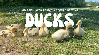 What You Need to Know Before Getting Ducks