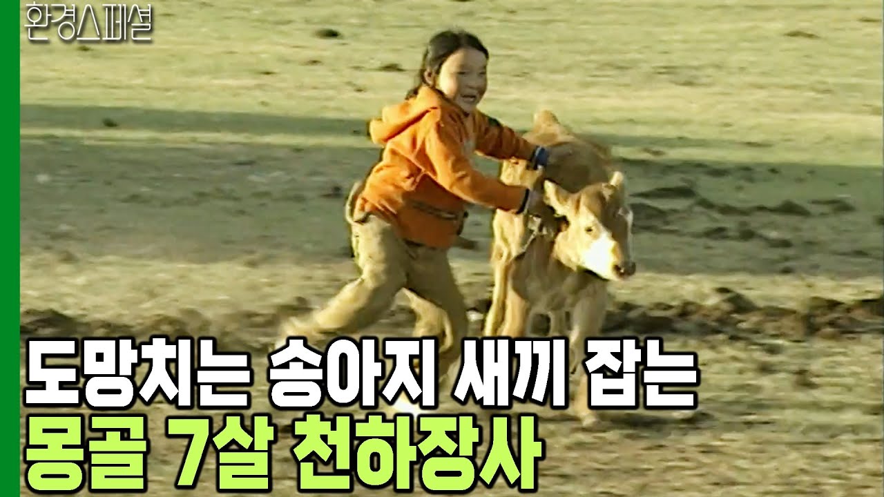 몽골의 봄, 집 나가는 송아지 쏜살같이  잡아오는 7살 막내! [수요기획 - 몽골초원의 수호신 로스사브닥] / KBS 20060322 방송