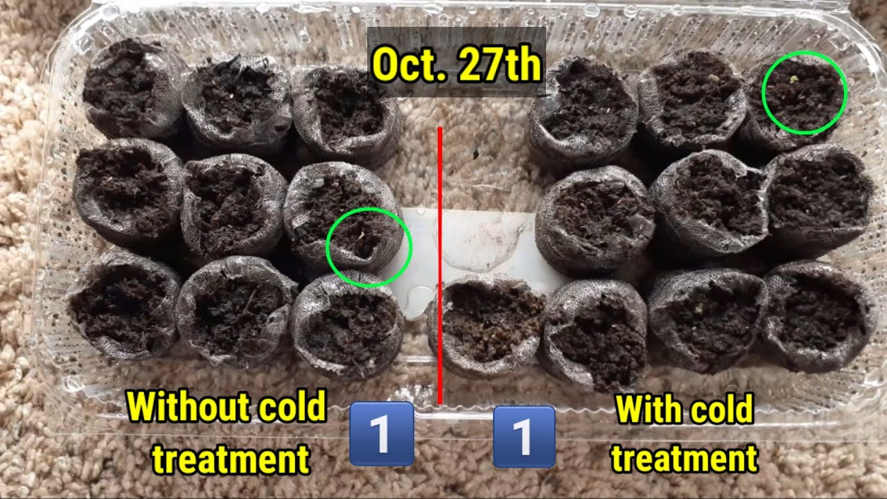 Growing lavender from seed to sprout