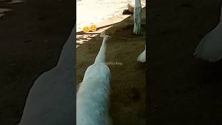 Beautiful white 🤍 🦚 peacock in multi garden zoo b17 Islamabad 🐒🐵#zoo #peacock #birdshorts #trending