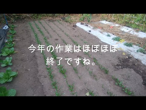 中西部北部で成功する野菜栽培の3つの關鍵技巧