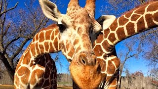 Up Close & Personal Video Great Plains Zoo in Sioux Falls