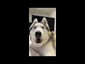 huskies being dramatic for 12 minutes