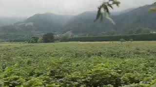 Campos de kiwis, vega del Bajo Nalón Asturias, 1 de agosto de 2024