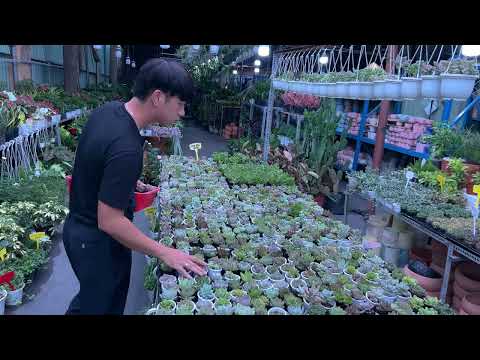 Video TIỆM SEN ĐÁ GIỮA LÒNG THÀNH PHỐ HỒ CHÍ MINH | 다육식물 |... - youtube