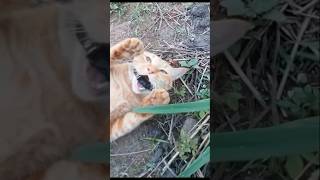 Kalungnya Nyangkut #shorts #cat #kucing #animals #funny #pets #kitten #rescue
