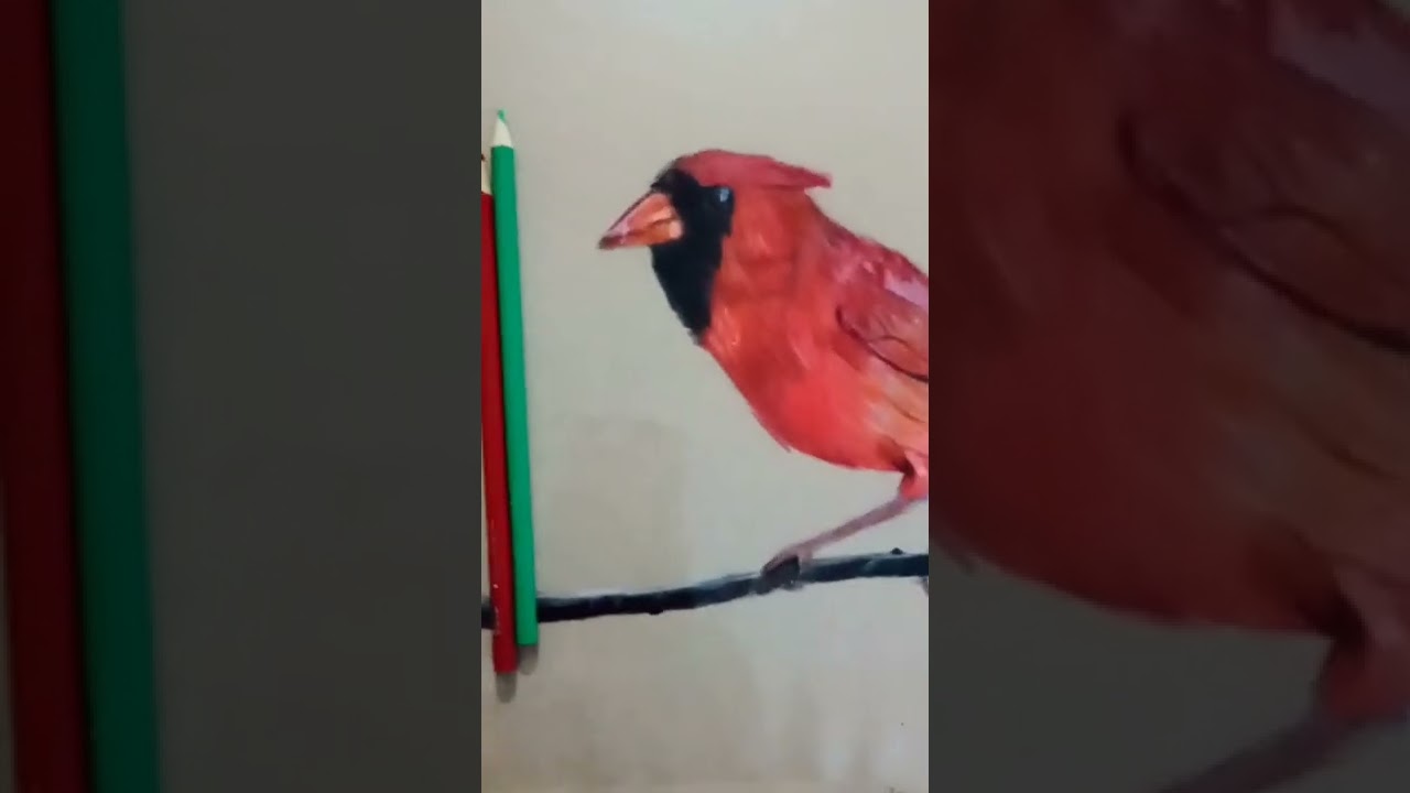 red cardinal bird I made with color pencils