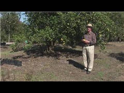 Growing Citrus Fruits : History of Oranges