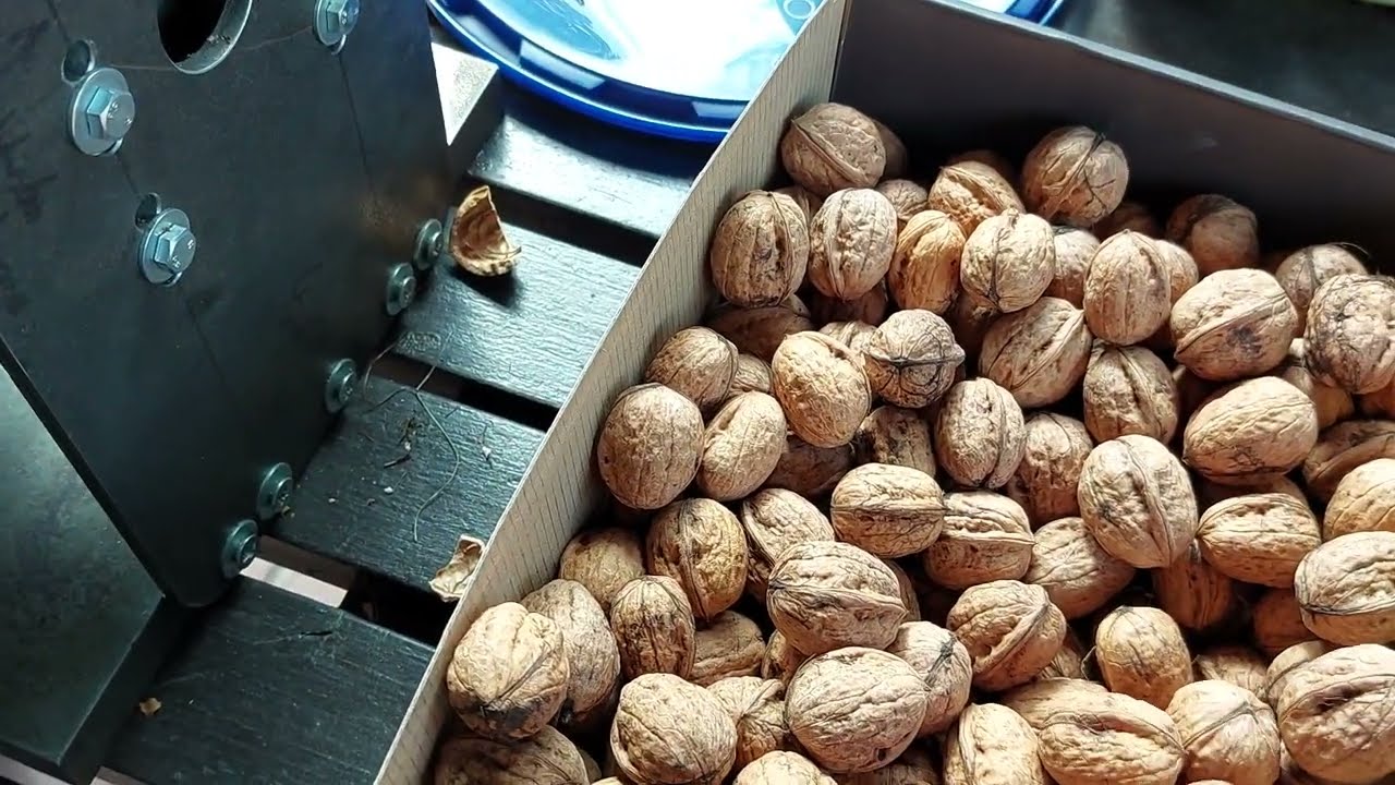 Elektryczna maszynka do łuskania orzechów. Szybkie usuwanie łupin z orzechów. Orzechy włoskie.