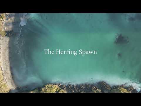 The Herring Spawn (Annual, Spring)