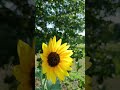 #sunflowers #texaswind