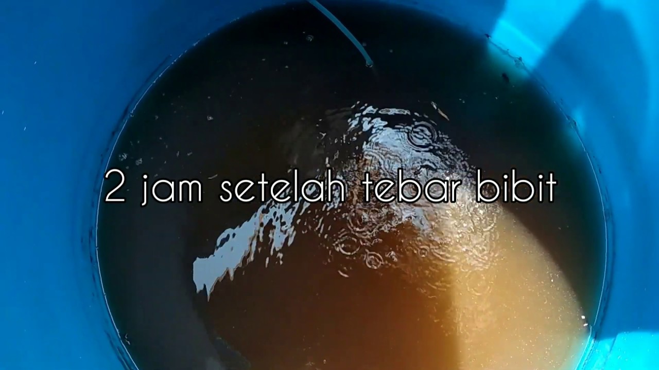 Proses tebar bibit lele di kolam drum #part5 