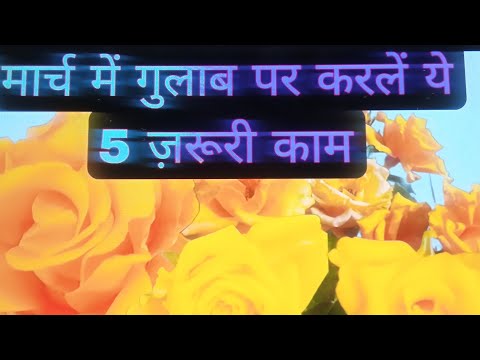 Do these 5 important tasks on roses in March/April / The plant will remain laden with flowers thr...