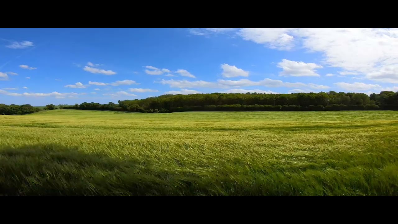 Windy Field |Sleep Relaxation | Nature White Sound |1.5 Hour