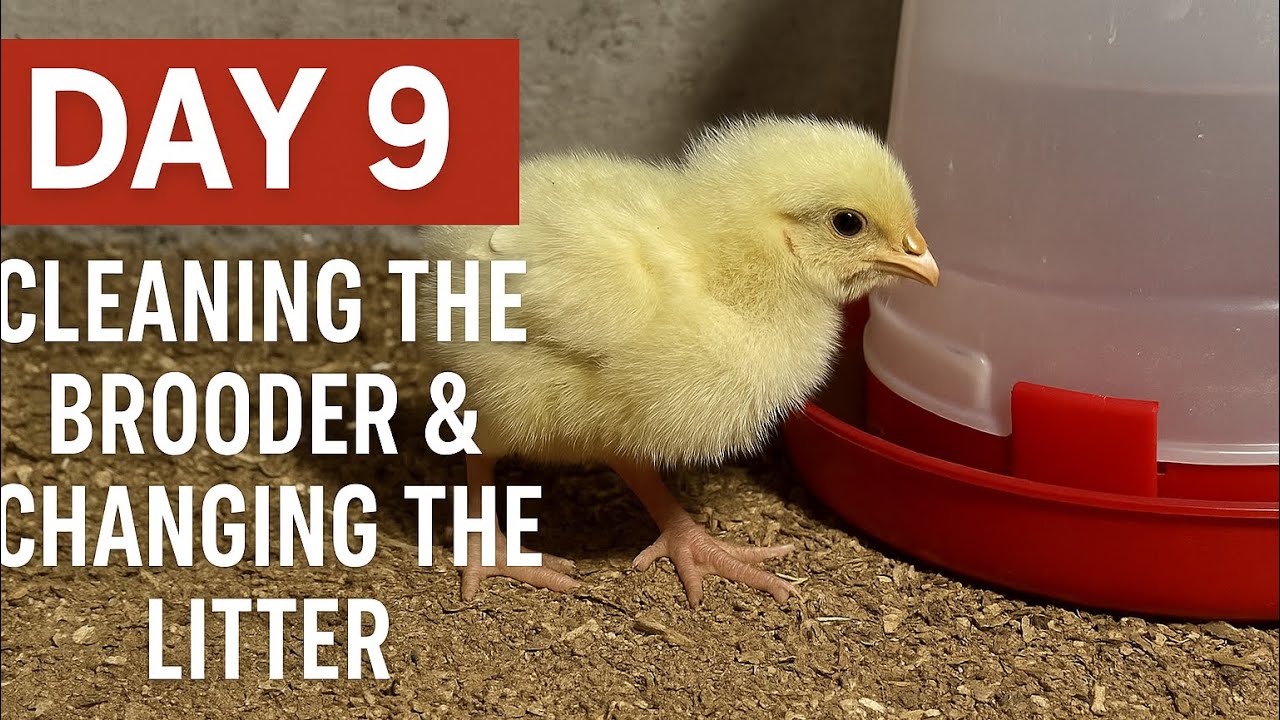Day 9: Cleaning the Brooder & Changing the Litter | Broiler Chicken Care