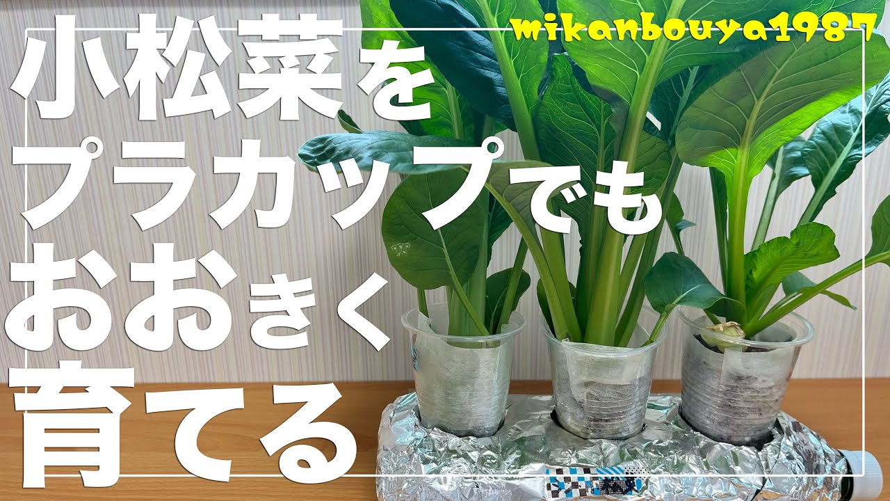 【小松菜の1ランク上の育て方】1年中育つ？！ペットボトルで簡単！小松菜の水耕栽培方法！初心者にもおすすめ！