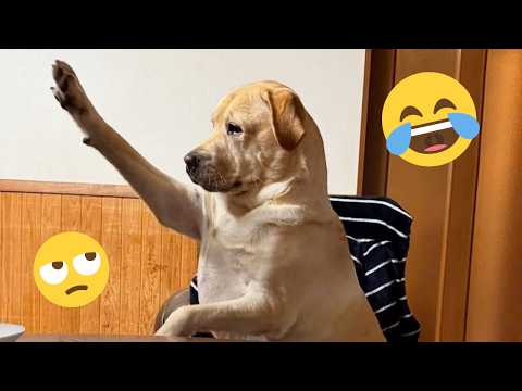 DOGS Being DRAMATIC... Best of 2026 😁🐶 |  NEW Funny Dog Videos #7