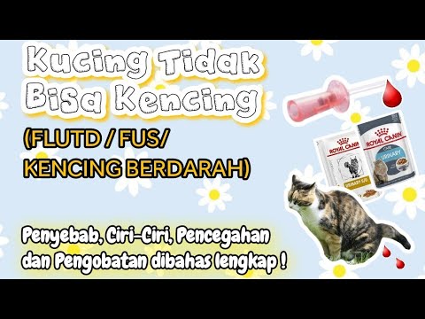 Video: Protein Tinggi Dalam Air Kencing, Kucing Dan Diabetes, Kucing Kristal Struvite, Masalah Diabetes Kucing, Diabetes Mellitus Pada Kucing, Hyperadrenocorticism Pada Kucing