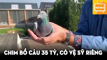 Lạ Lùng Chim Bồ Câu Đắt Nhất Thế Giới, Giá 35 Tỷ Đồng, Còn Có Cả Vệ Sĩ Riêng | TIN TỨC MỚI
