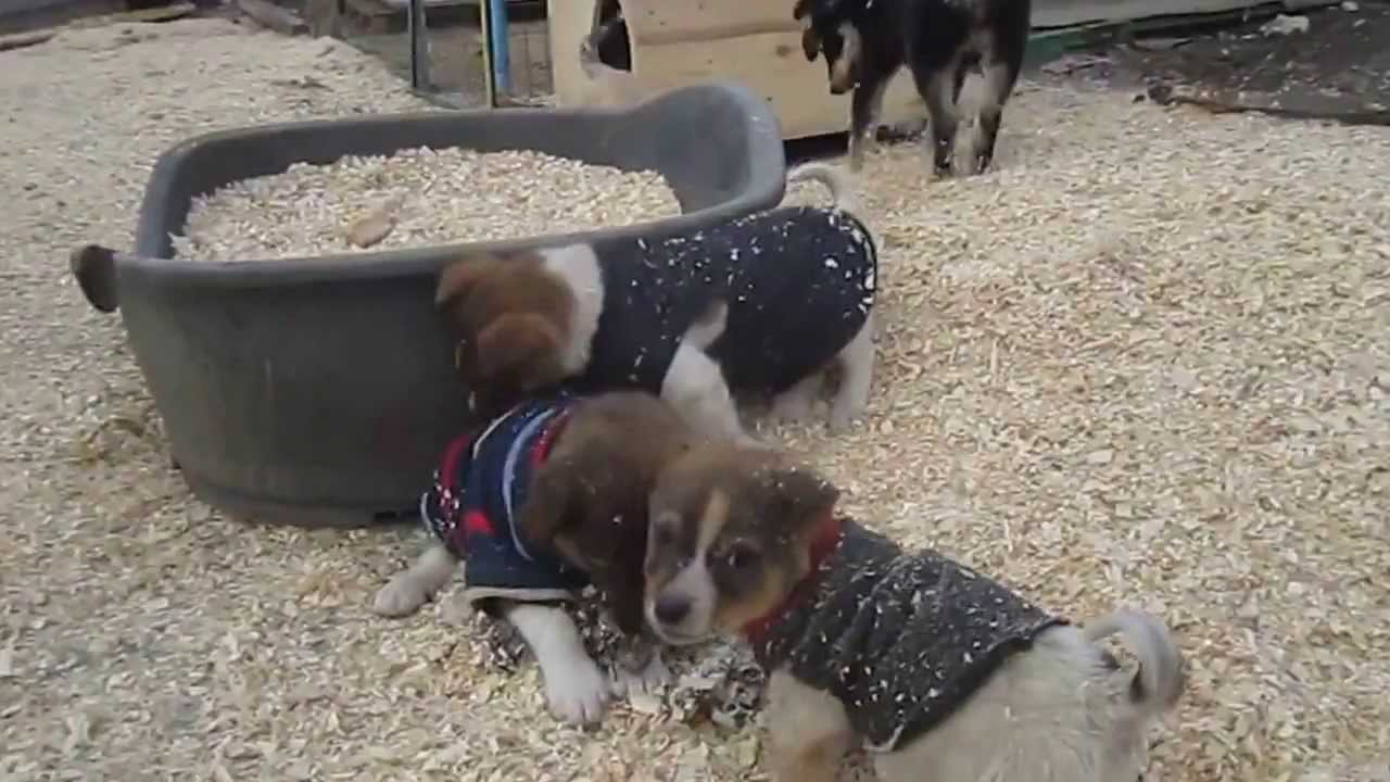 Dogs Need Home YouTube