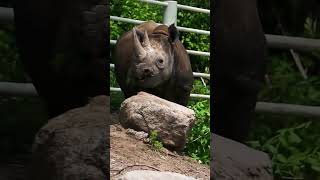 Reminder to eat your greens  #zoo #wildlife #animals