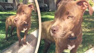 All For Love Animal Rescue Max Adopted