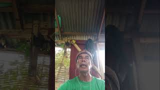 ngahening bari ngalamun.